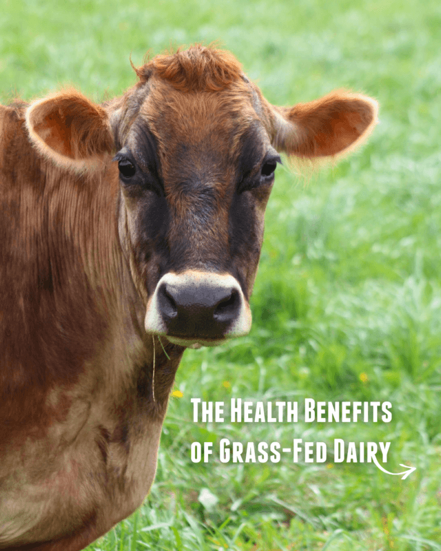 grass fed cow