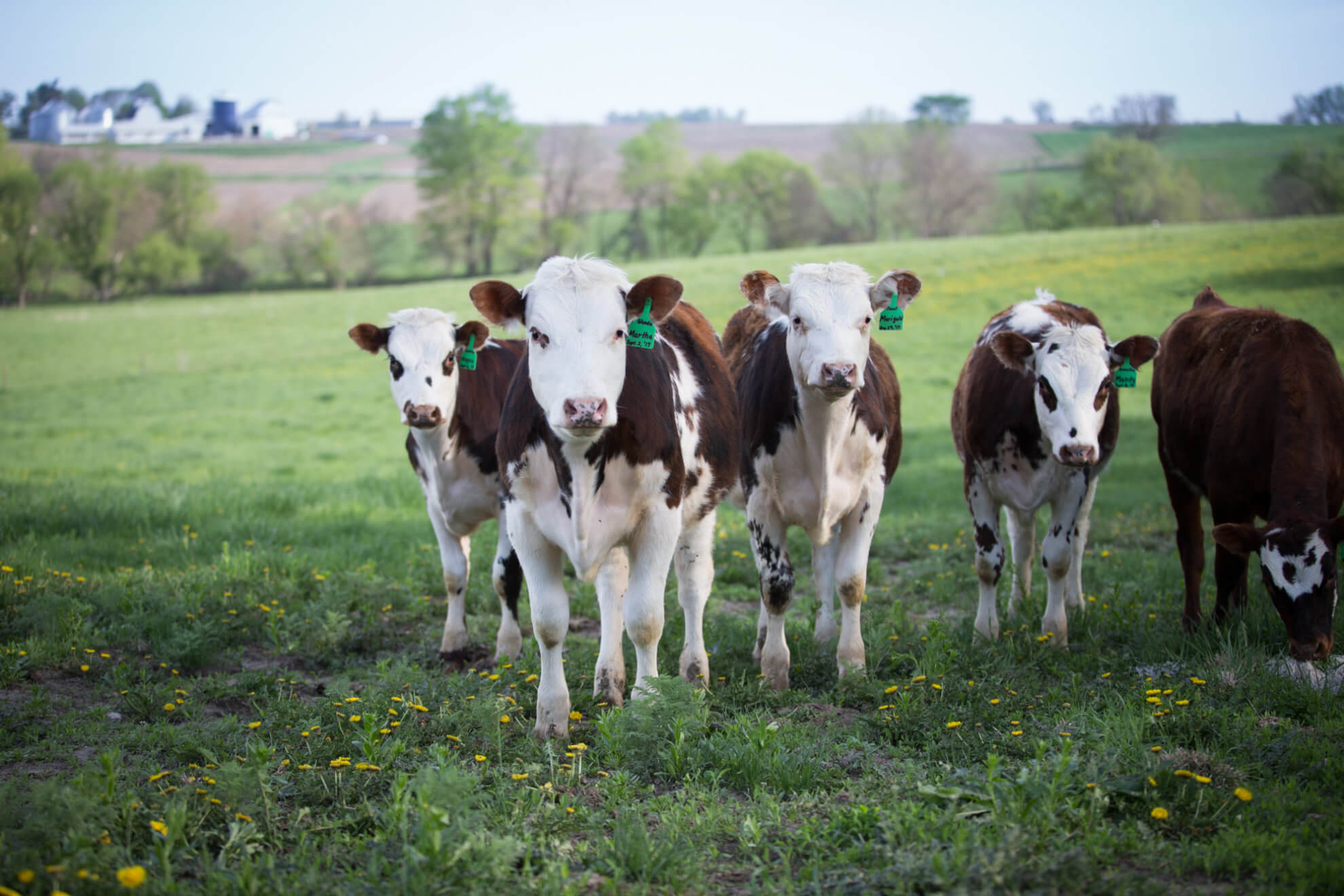 Organic Dairy Producers dairy month