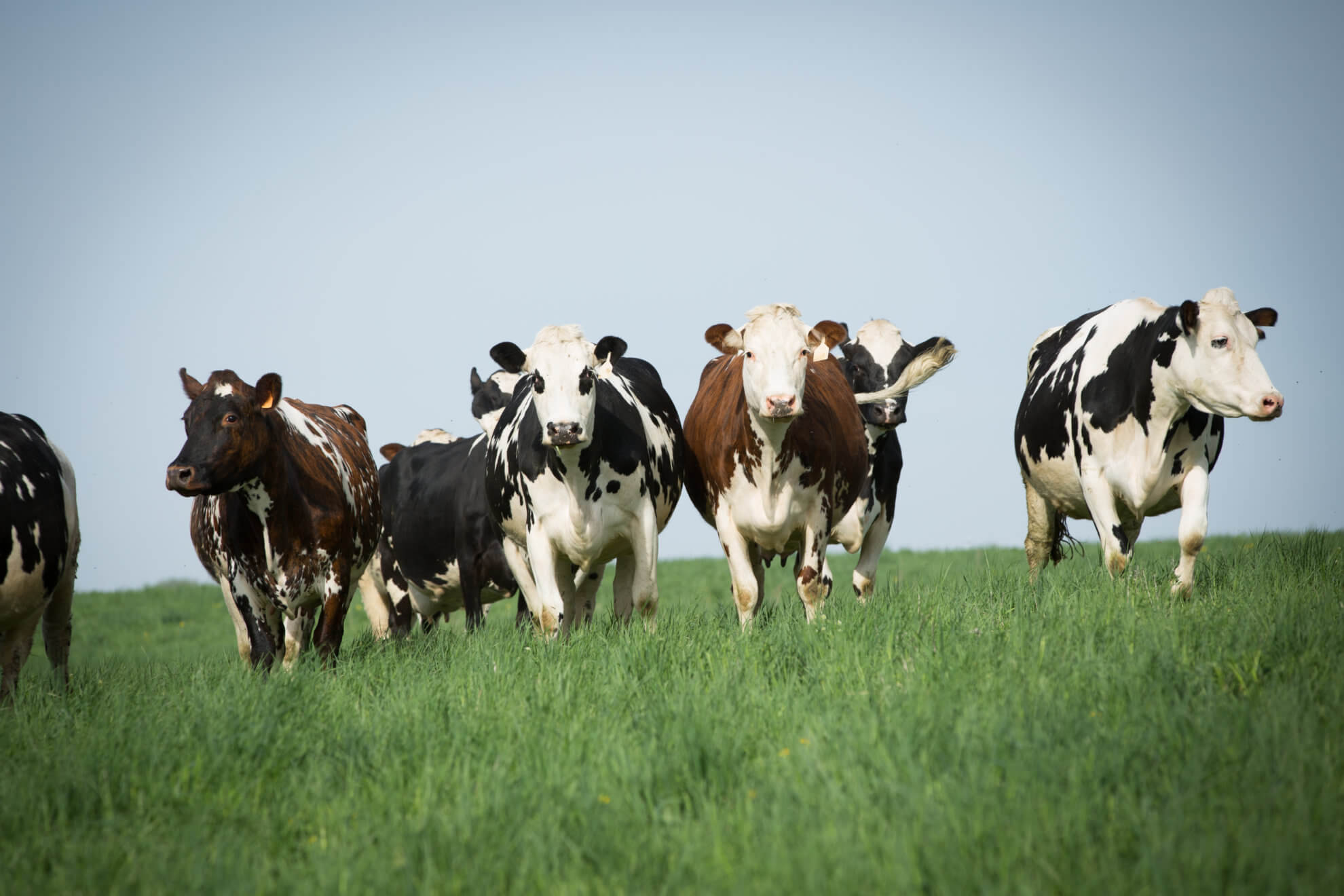 Cows on organic pasture