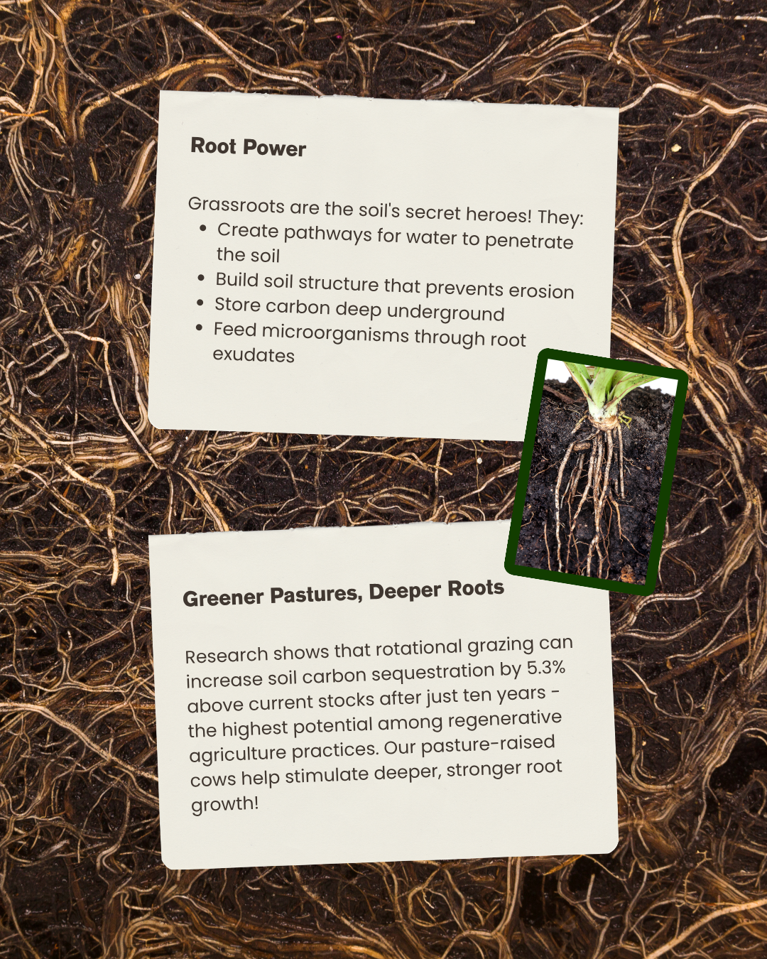 Root power