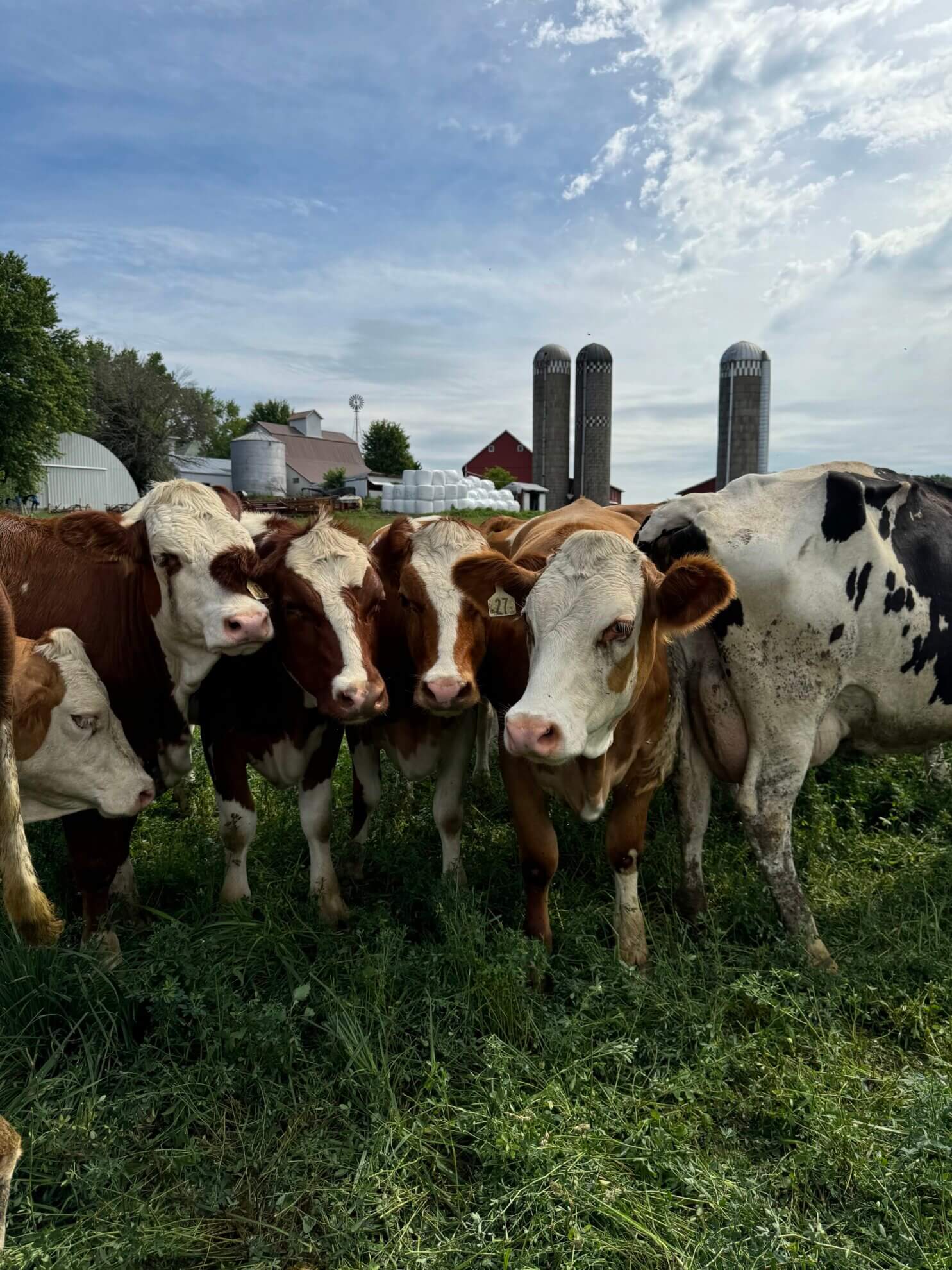 pasture cows