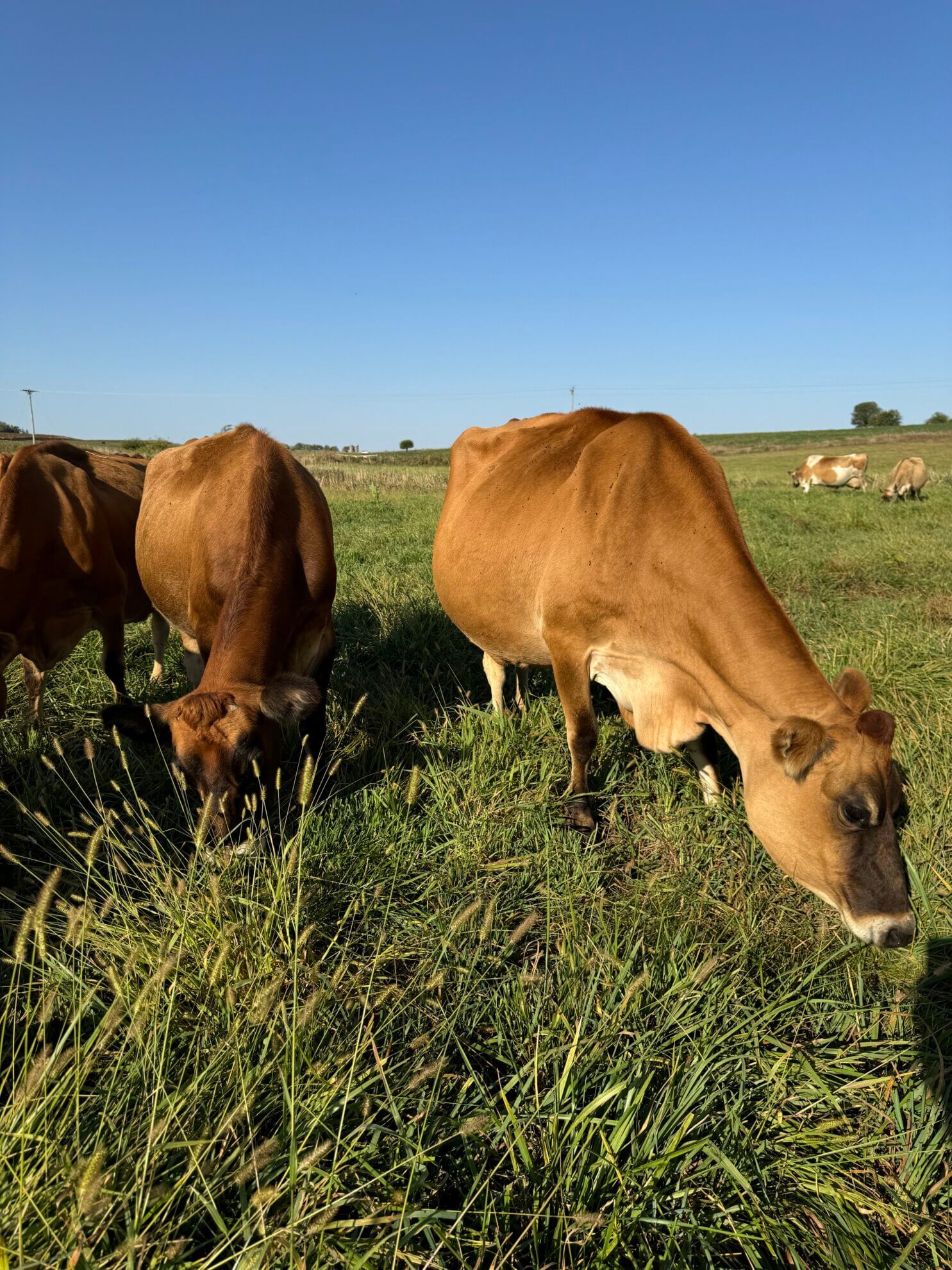 grass-fed cows