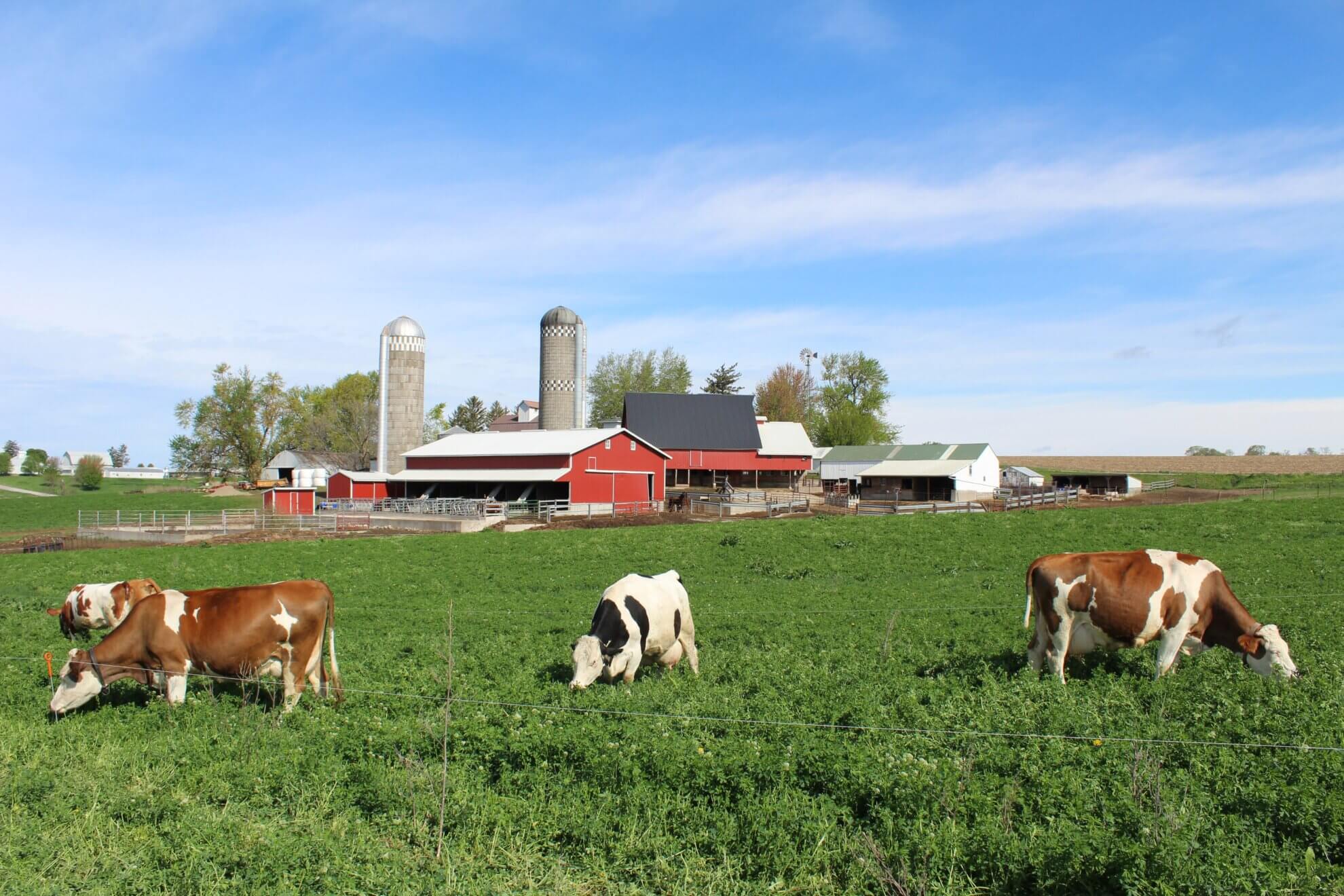 farm with cows
