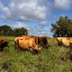 Grass-fed cows