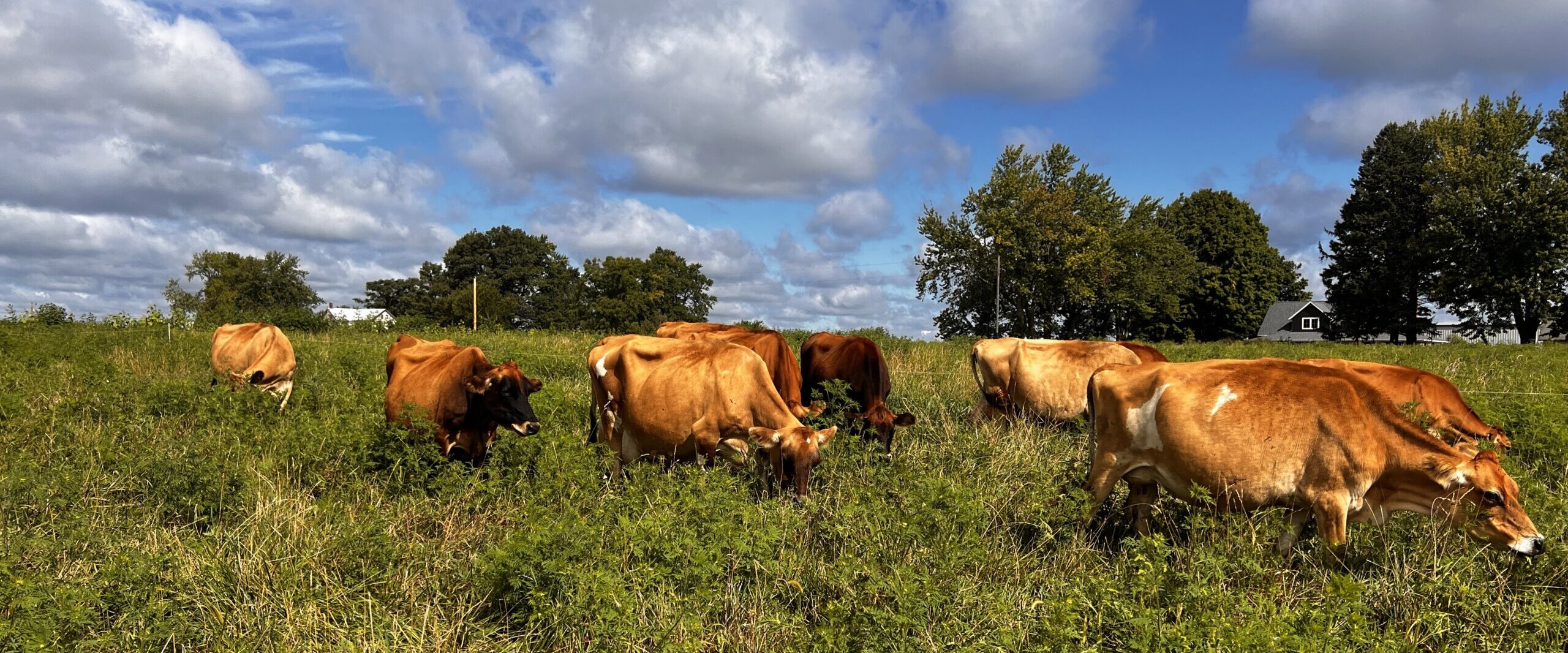 Grass-fed cows on pasture eating grass