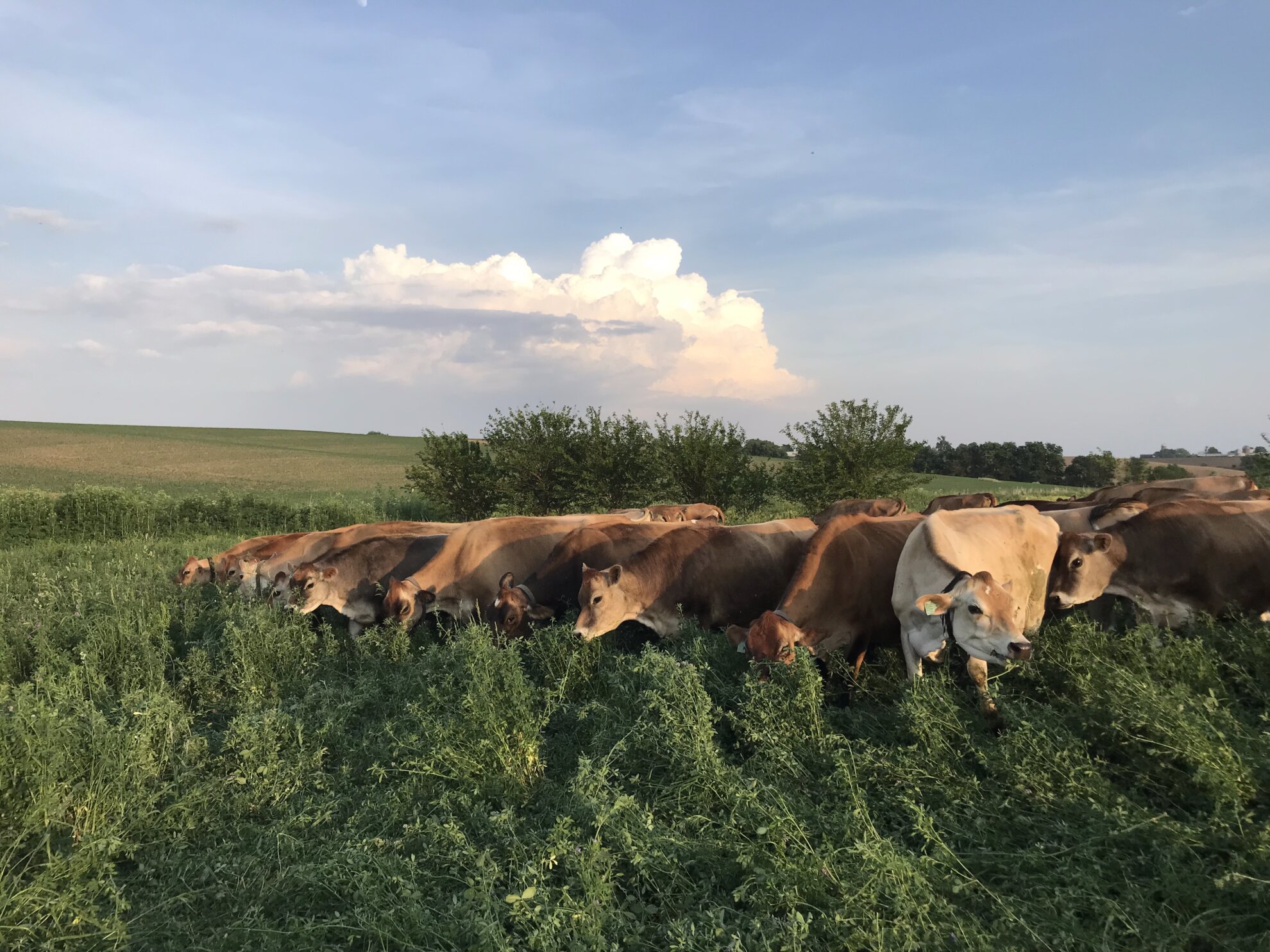 Kalona SuperNatural Organic Grass-fed Milk