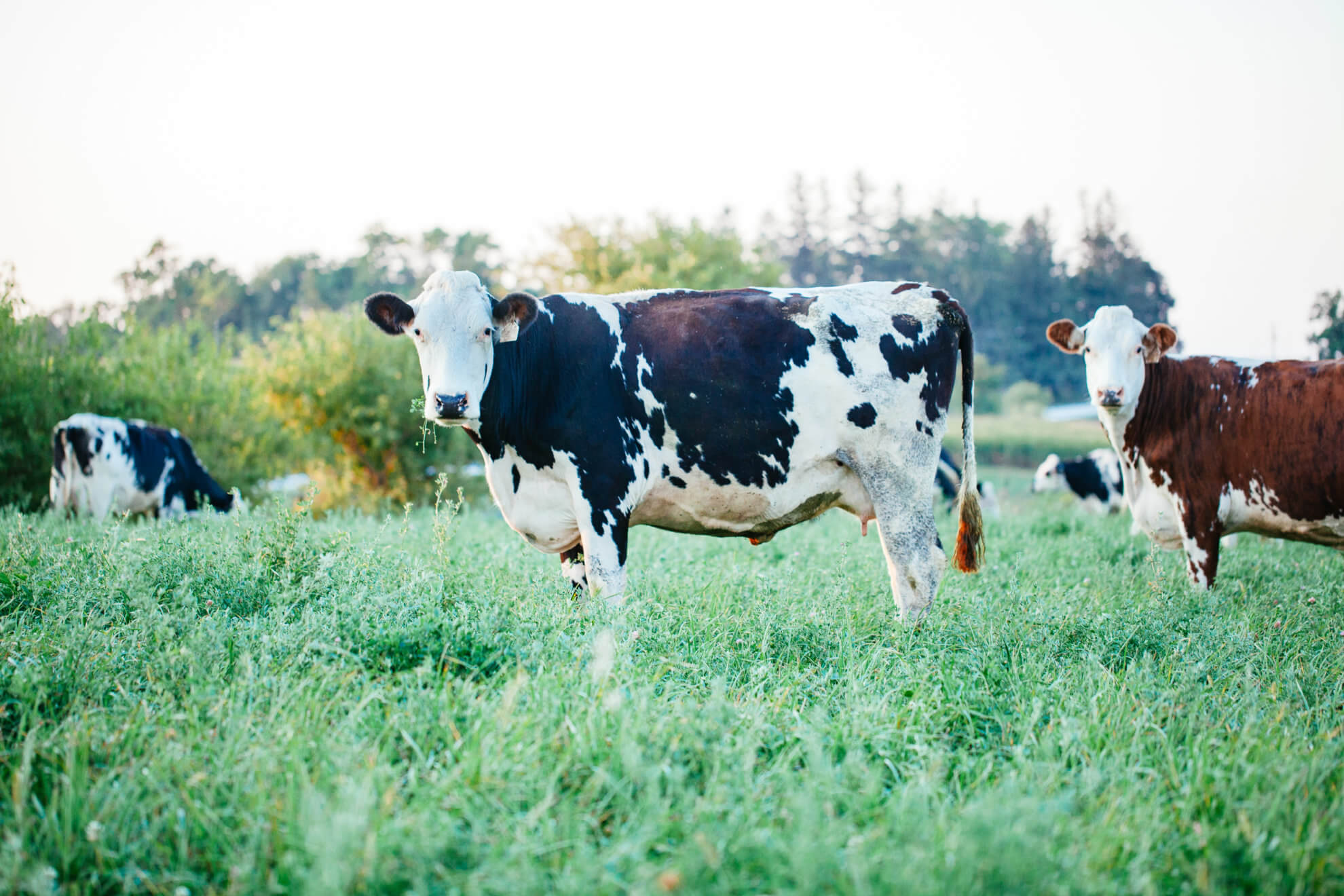 Happy pasture-grazed cows