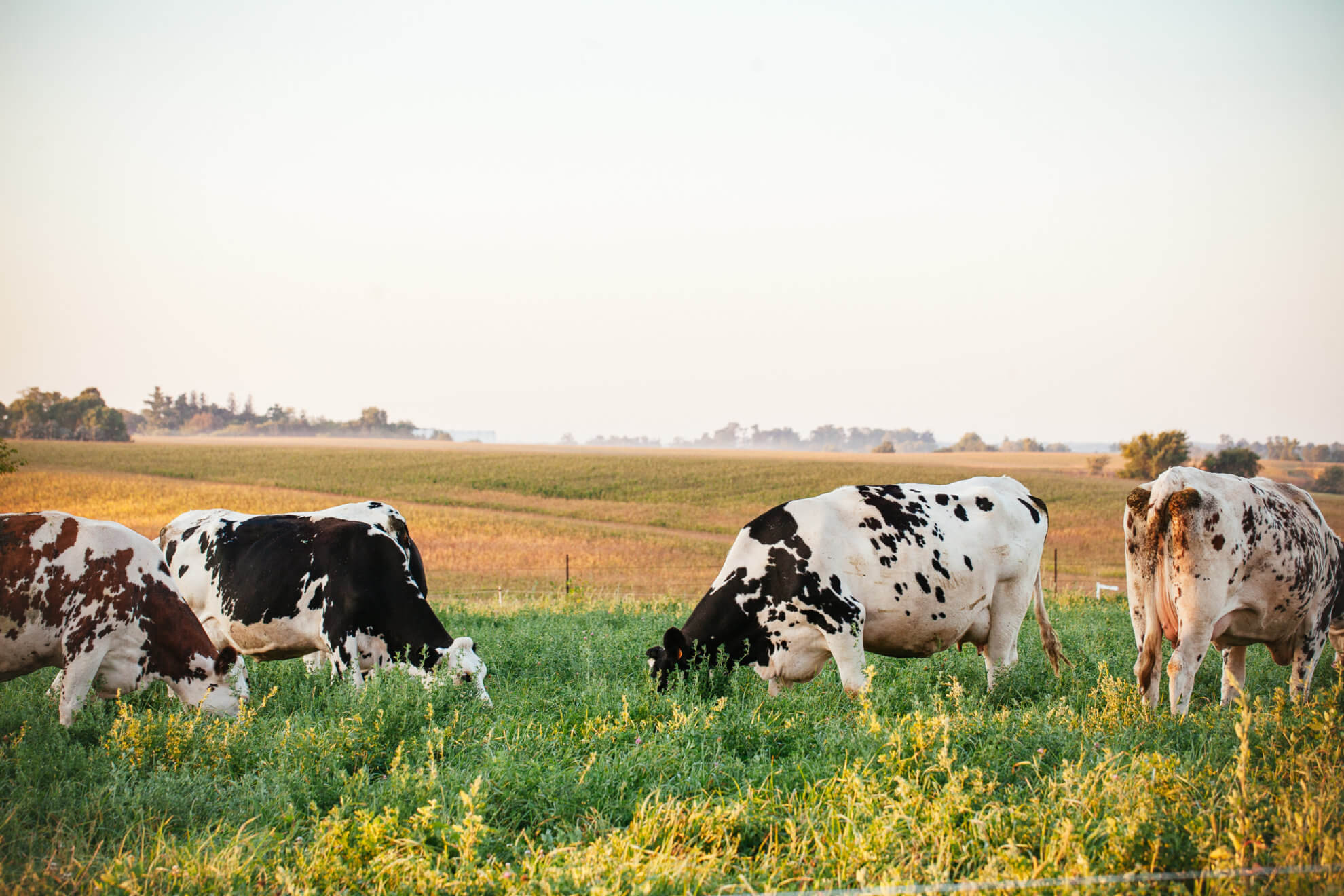 Pasture-grazed farming is best for the cows.