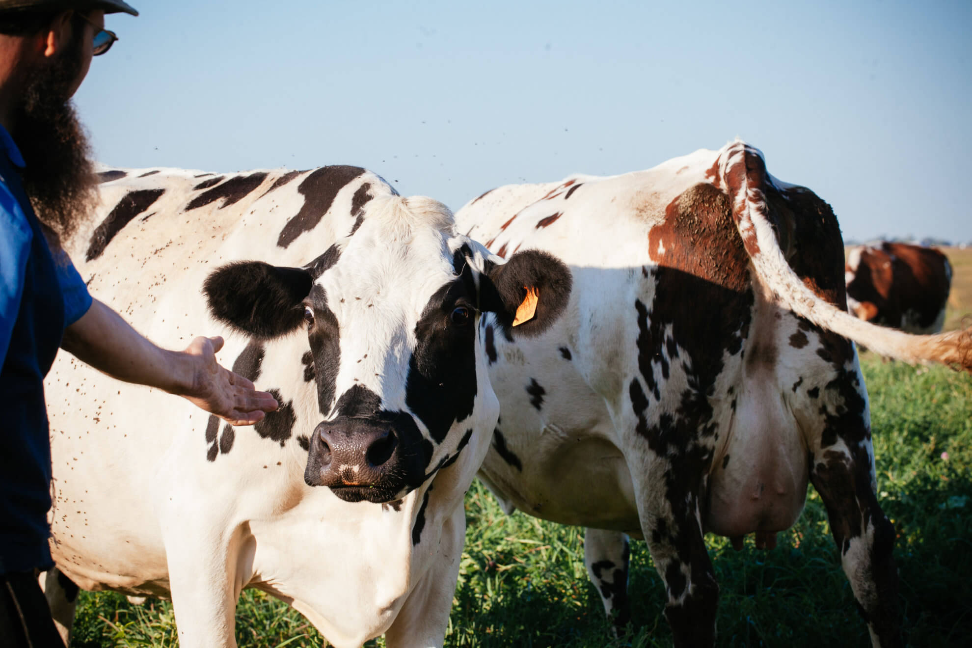 pasture-based farming for grass-fed cows