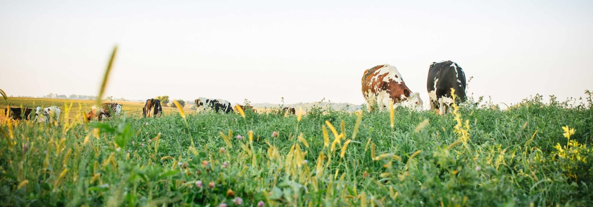 organic dairy farm in Kalona, Iowa