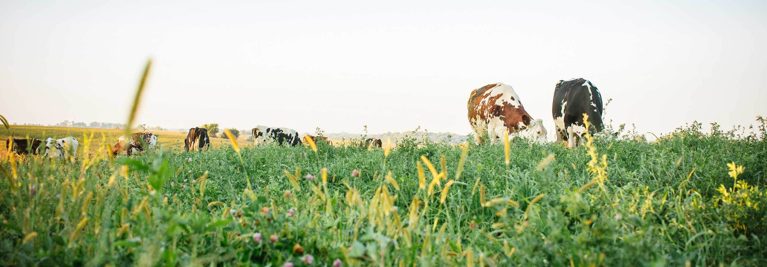 Kalona-Supernatural-100%-Grass-fed-Cows’-Milk