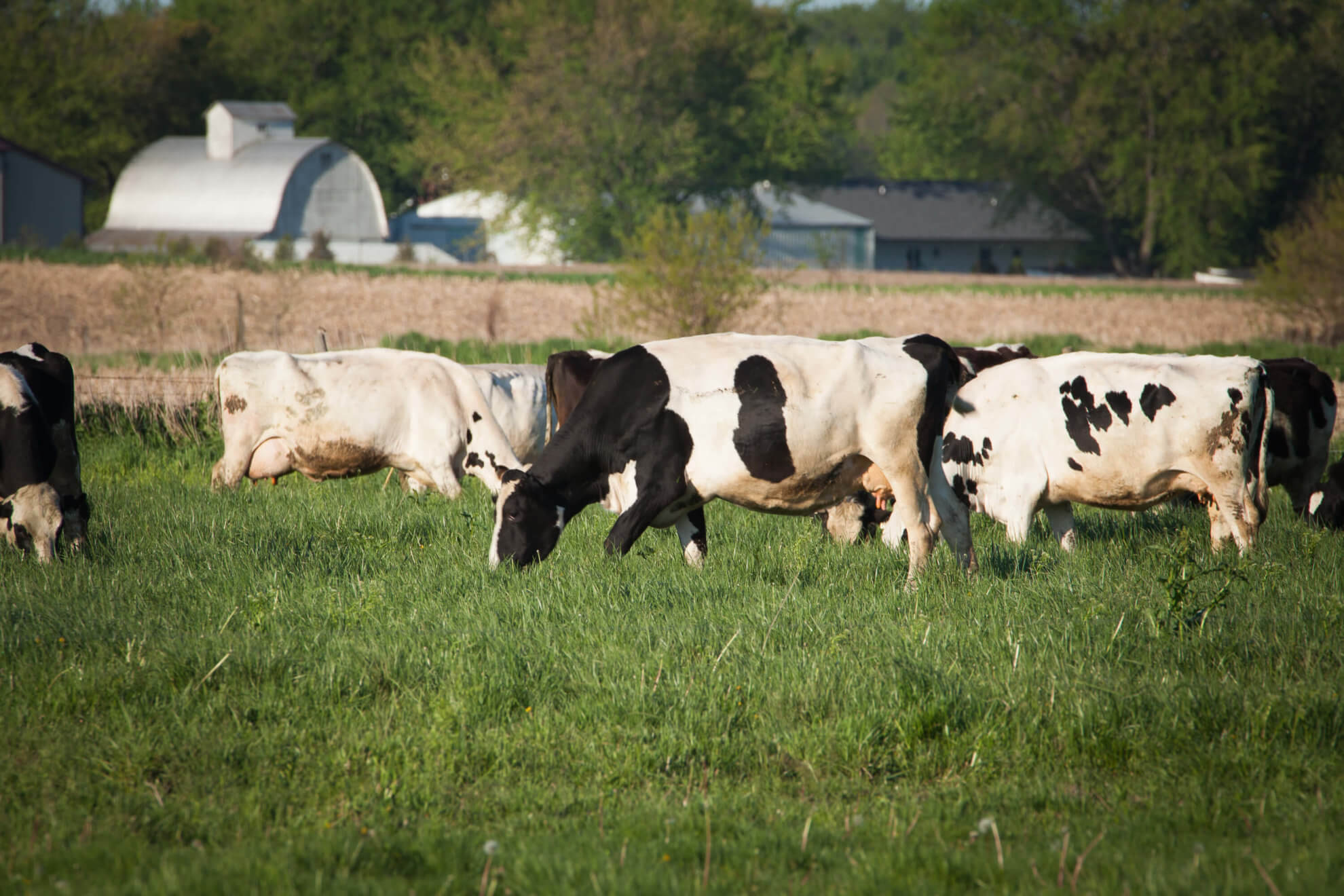 Organic Amish farm in Kalona