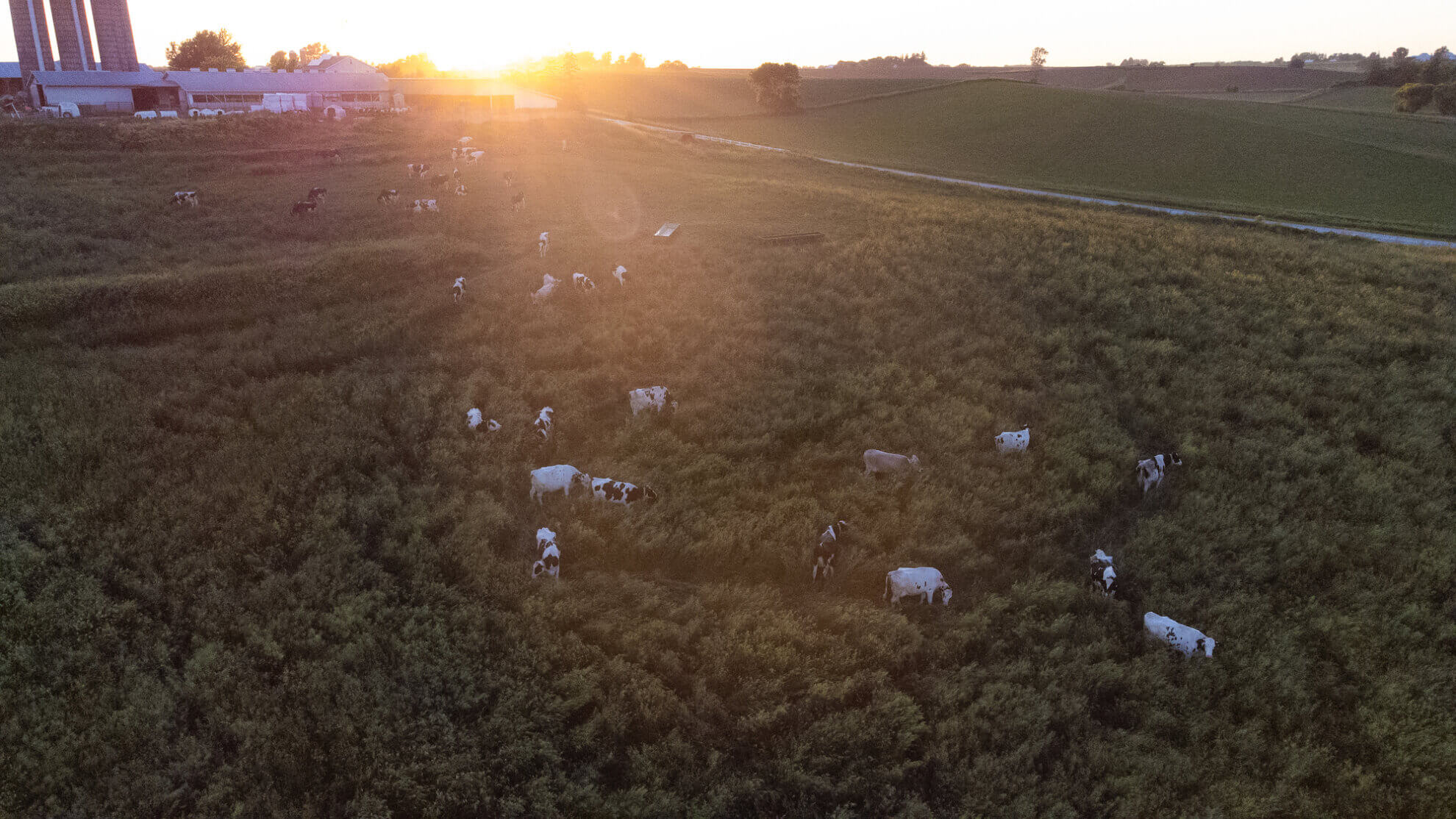 Cows grazing on a lush pasture at a Land to Market Verified dairy farm that provides milk to Kalona SuperNatural