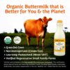 Organic Cultured Reduced Fat Buttermilk | Kalona SuperNatural