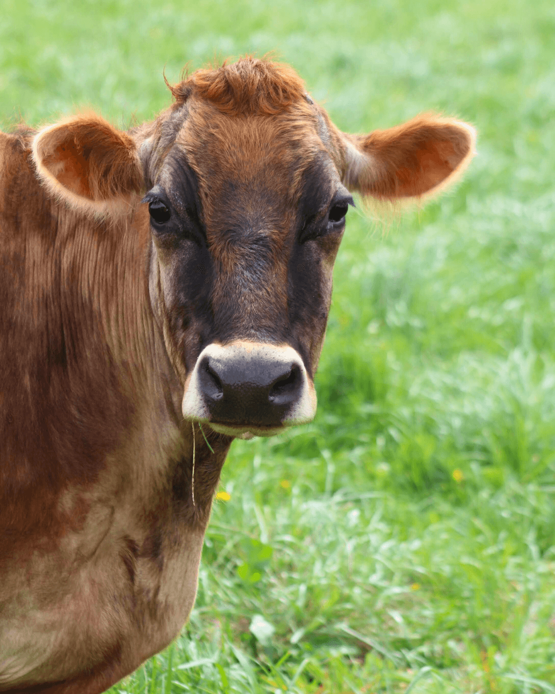 cow with grass
