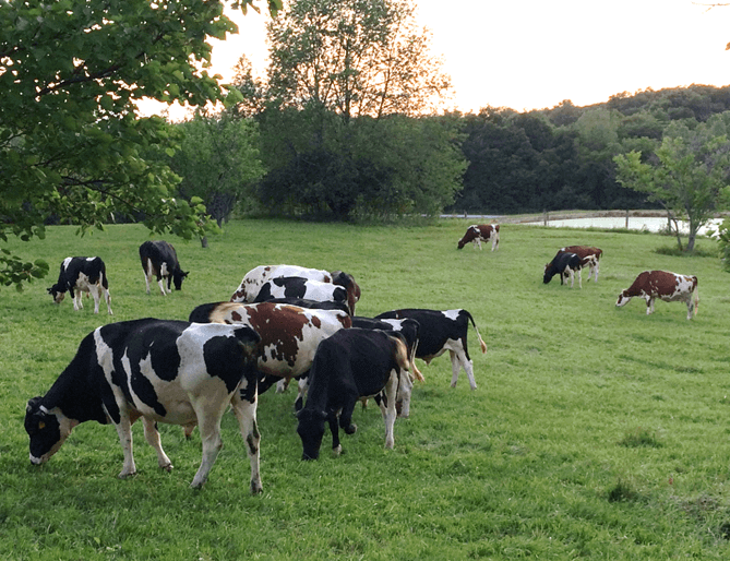 cows_in_pasture_3