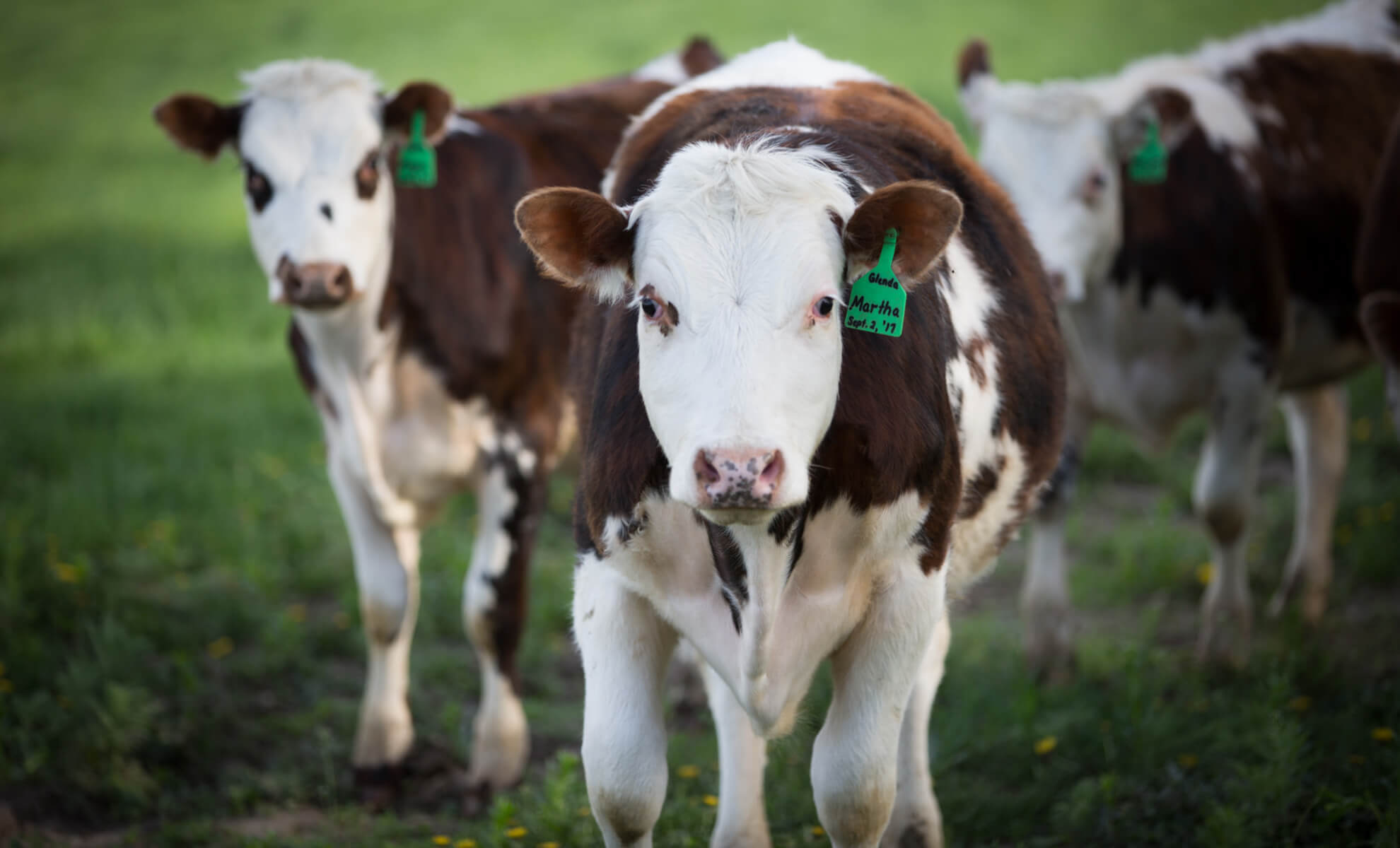 family-farm-cows-dairy-month
